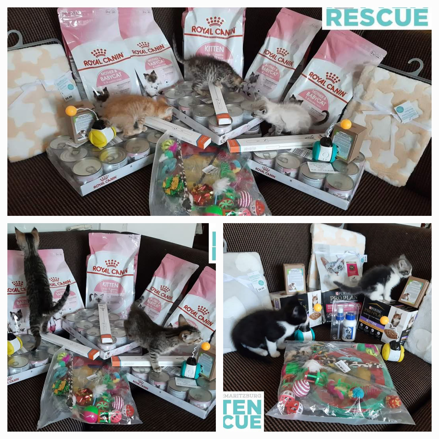 PMB Kitten Fostering & Rescue